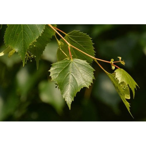 Mongolisk Lind - Tilia mongolica 'Buda' - Stammens omkrets 18-20 cm, höjd 4 +/- meter, HS,